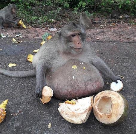猴子吃瓜态势语