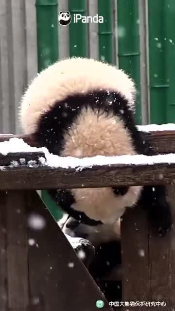 吃瓜小熊梯子,揭秘网络世界的神秘通道
