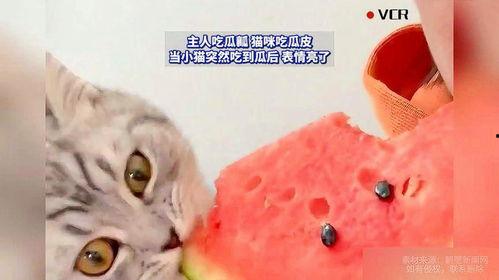 吃瓜猫咪动漫,萌宠视角下的奇幻冒险之旅