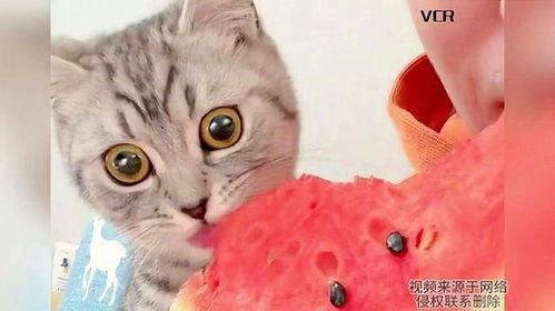 吃瓜猫咪动漫,萌宠视角下的奇幻冒险之旅