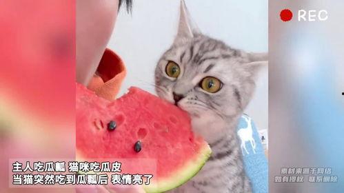 吃瓜猫咪动漫,萌宠视角下的奇幻冒险之旅